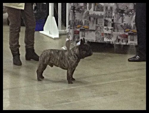 de la tour Cedriere - PARIS DOG SHOW 2016 30ème manifestation pour DOMITIUS!