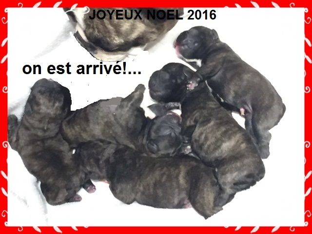 de la tour Cedriere - Voilà les  BB sont arrivés pour Noêl!!!