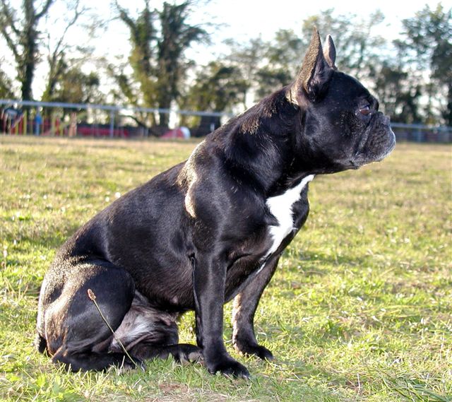 Liberia de la tour Cedriere