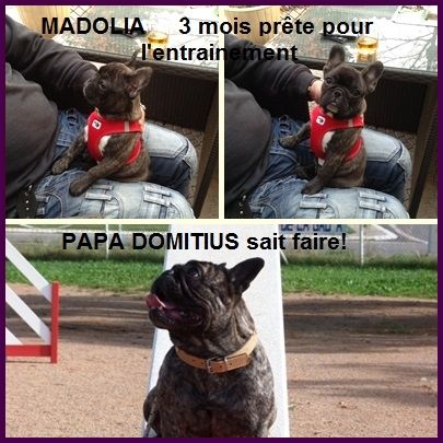 de la tour Cedriere - MADOLIA 3 MOIS PRETE POUR L'ENTRAINEMENT!
